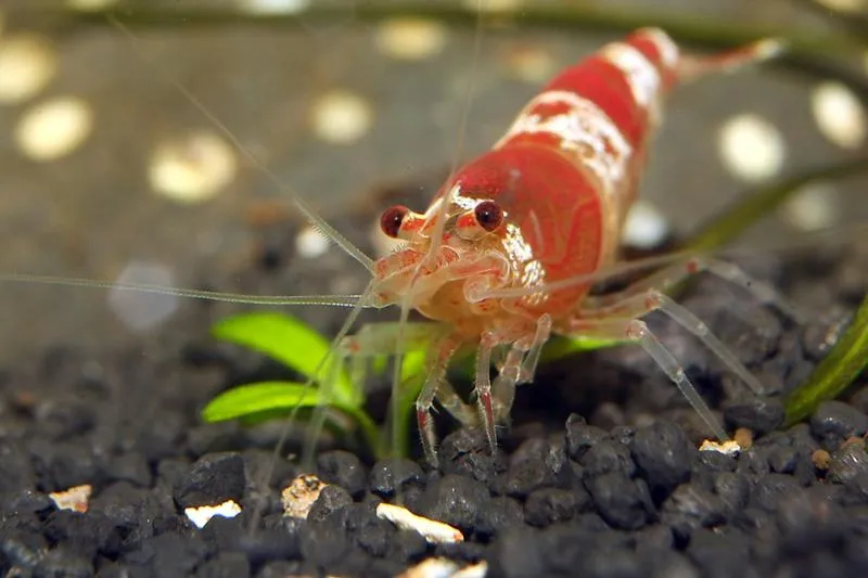 Ciekawe zwierzęta, które możesz trzymać w akwarium – odkryj swoje nowe podopieczne!