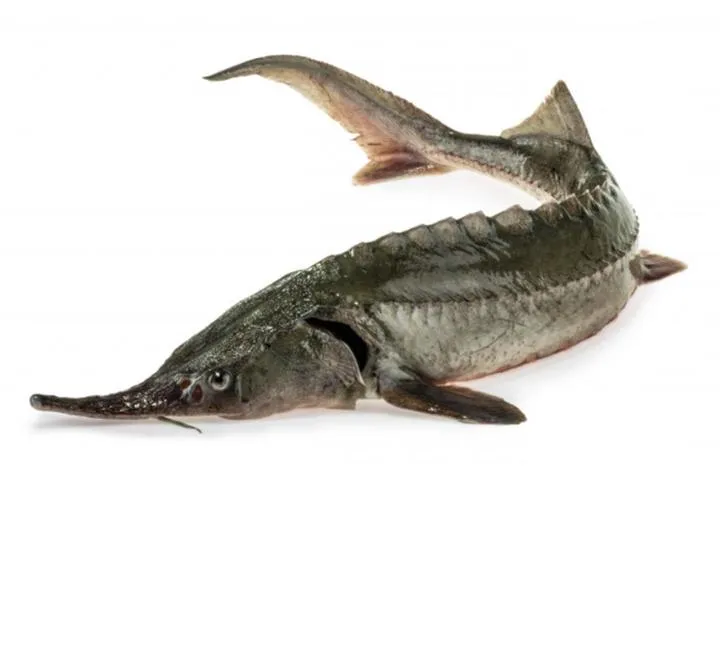 Ceny ryby jesiotr - co warto wiedzieć przed zakupem?