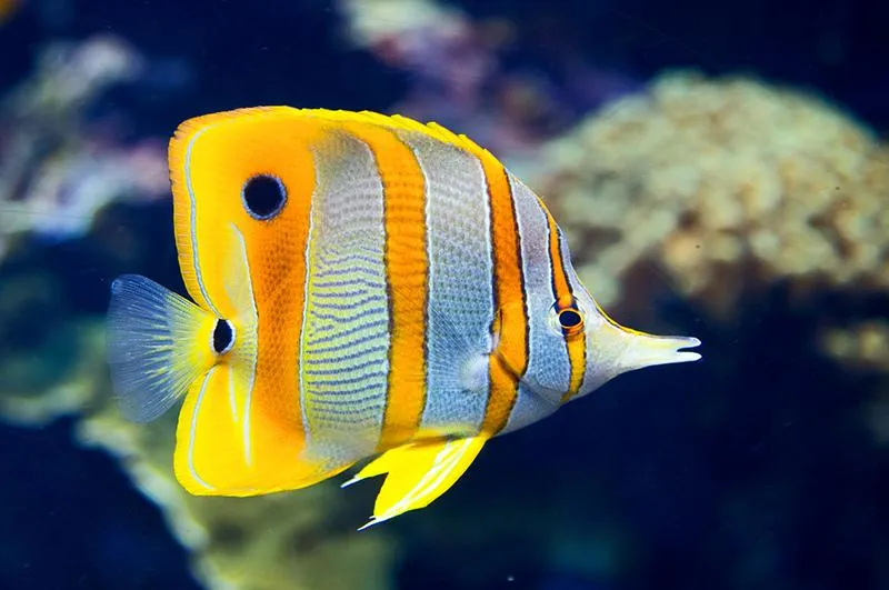 Ciekawe opowieści o tym, co jedzą ryby z morza