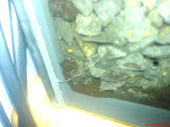 Czy akwarium może pęknąć? Oto, co powinieneś wiedzieć, aby tego uniknąć!