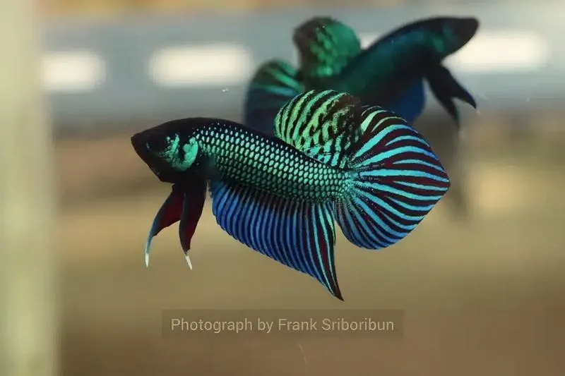 Czy bojowniki mogą zamieszkać razem w akwarium? Oto, co musisz wiedzieć!