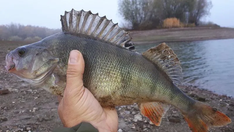 Czy ryby można jeść codziennie? Oto co powinieneś wiedzieć!