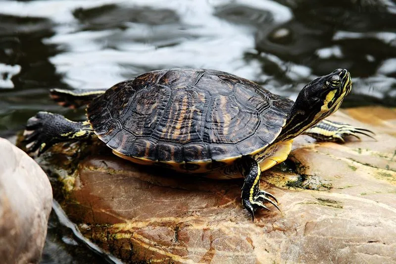 Czy żółw wodny może żyć w zgodzie z rybami w akwarium?