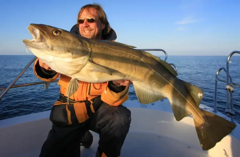 Dorsze w zasięgu ręki – odkryj, czy można je łowić w naszym rejonie