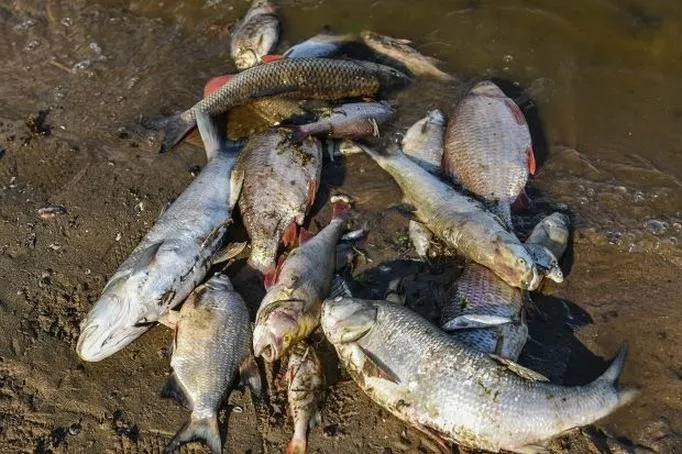Gdzie na ryby w Śląsku bez konieczności posiadania karty?