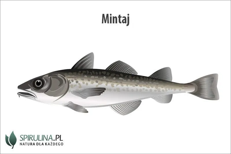 Gdzie żyje ryba mintaj i jakie ma tajemnice?