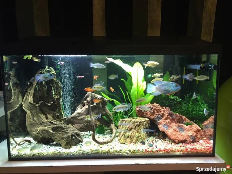 Idealna obsada do akwarium 120l – jak wybrać najlepsze ryby i rośliny?
