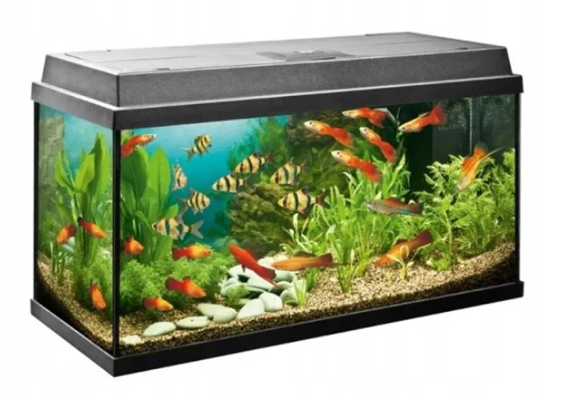 Ile waży akwarium 200l i jakie ma znaczenie dla akwarysty?