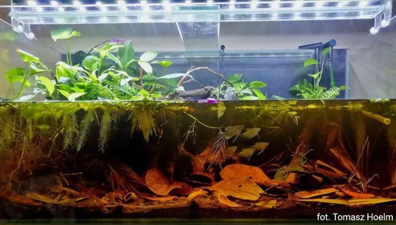 Jak często wymieniać wodę w akwarium, aby zapewnić zdrowie rybom?