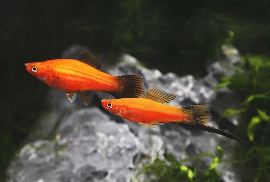 Jak długo mogą żyć ryby akwariowe? Odkryj tajemnice ich długości życia