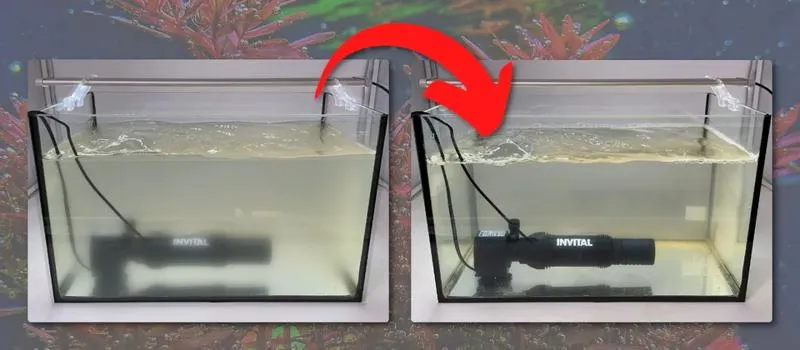 Jak skutecznie wykorzystać lampę UV w akwarium? Poradnik dla akwarystów