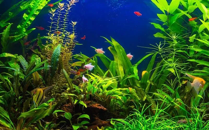 Jak stworzyć unikalne tło strukturalne do akwarium krok po kroku