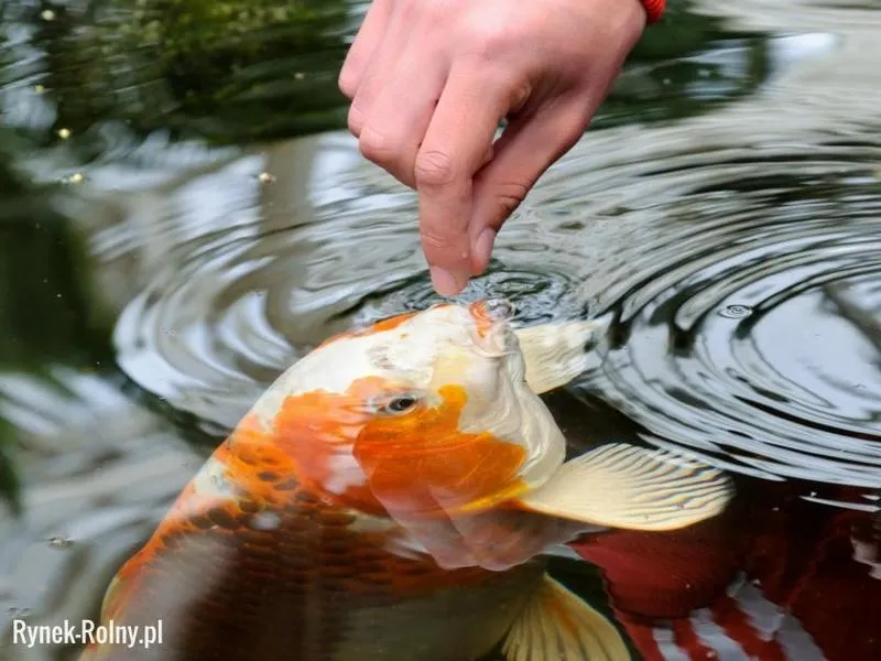 Jak zadbać o zdrowie swoich ryb akwariowych – co warto wiedzieć o ich karmieniu?