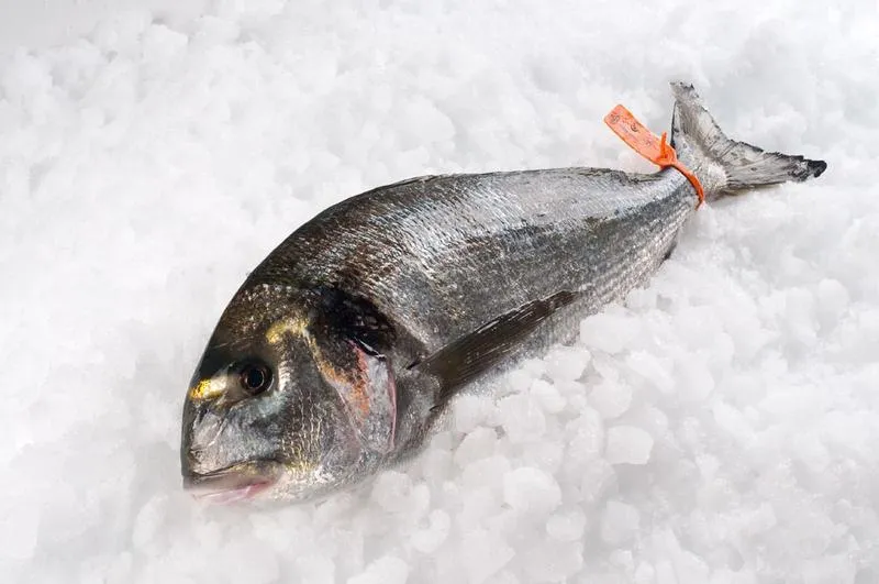 Jaka jest cena dorady i gdzie ją znaleźć?