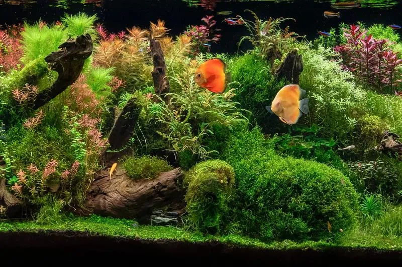 Jakie gotowe podłoże do akwarium wybrać dla zdrowego środowiska ryb?
