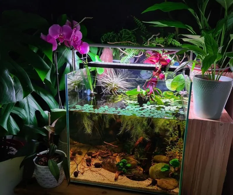 Jakie ryby mogą być sąsiadami dla bojowników w akwarium?