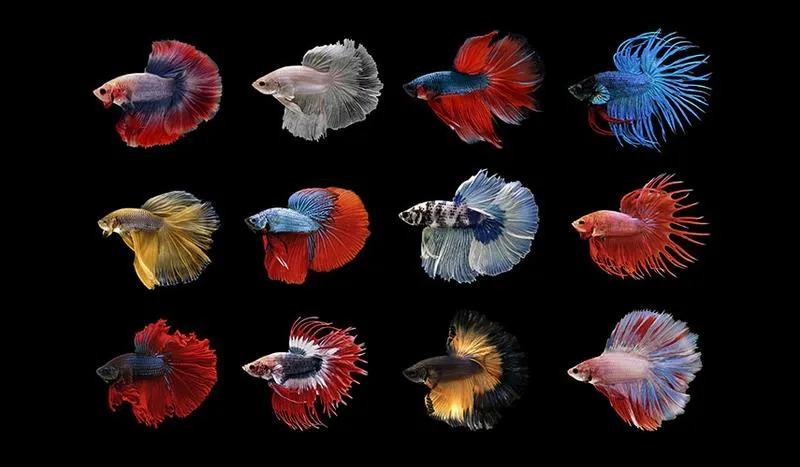 Jakie ryby to idealni towarzysze bojownika w akwarium?