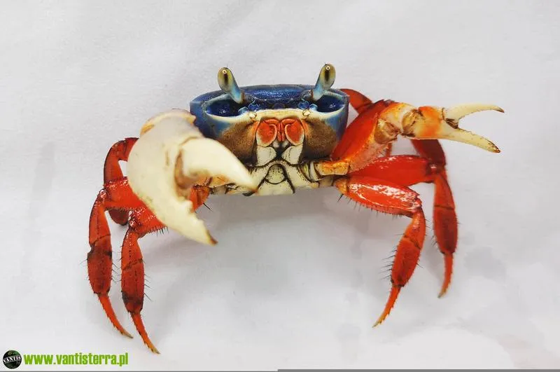 Jakie są koszty zakupu kraba do akwarium? Sprawdź, ile wydasz!