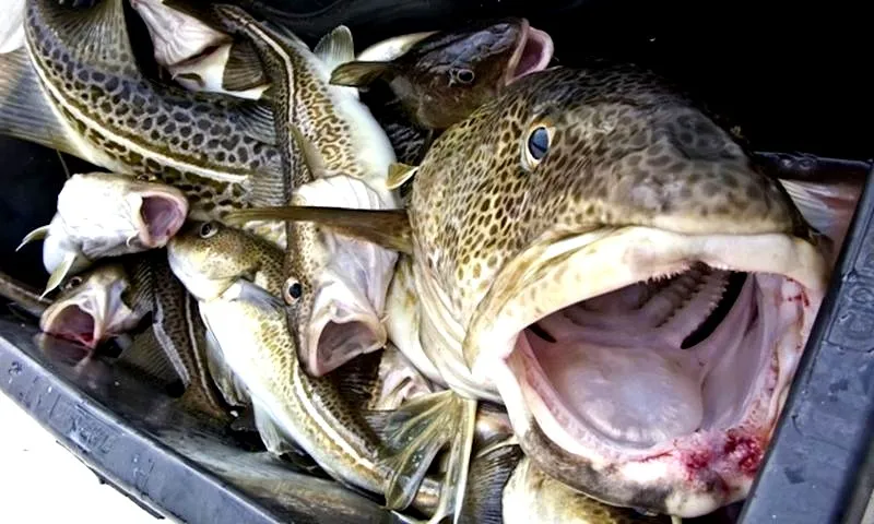 Kiedy najlepiej łowić dorsza na Bałtyku? Przewodnik dla wędkarzy