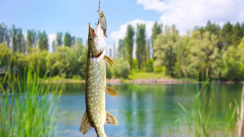 Kwiecień wędkarski: jakie ryby najlepiej biorą o tej porze roku?
