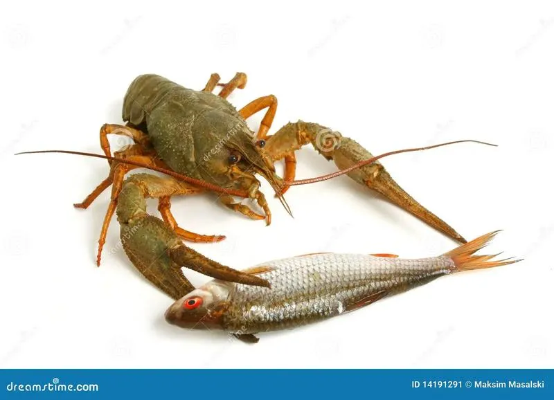 Na bezrybiu: Jak rak i ryba zmieniają nasze podejście do kulinariów