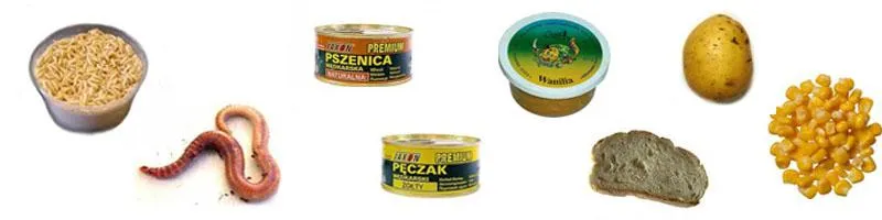 Najlepsze przynęty na karasie – co wybrać, by zdobyć największe okazy?