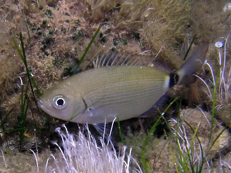 Odkryj fascynujący świat: jakie ryby można spotkać w Adriatyku?