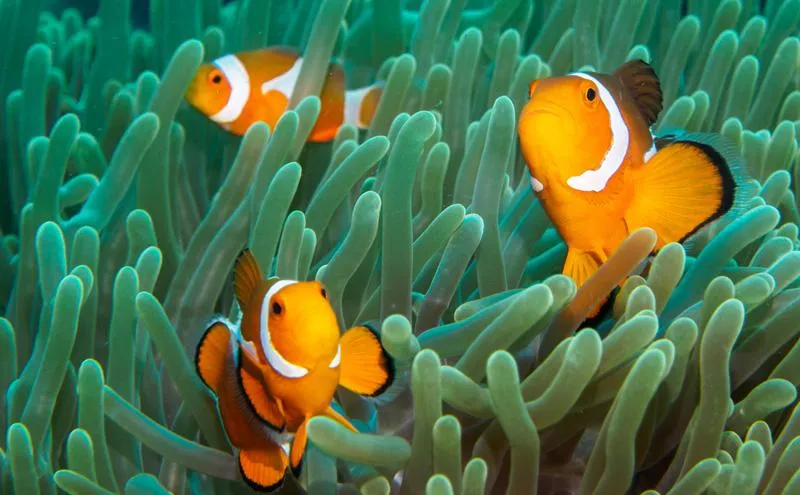 Odkryj fascynujący świat: jakie ryby można spotkać w otwartej toni wodnej?