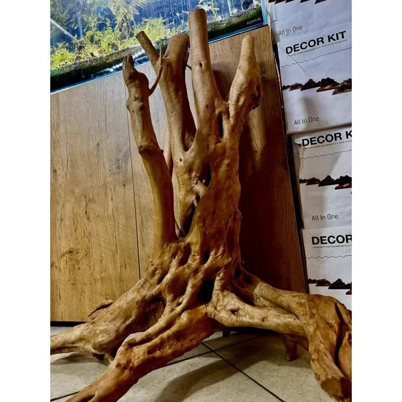 Odkryj, jakie korzenie najlepiej nadają się do akwarium