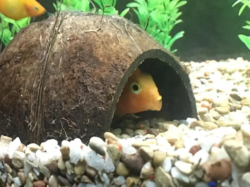 Przewodnik po tworzeniu naturalnego kokosa do akwarium dla Twoich ryb