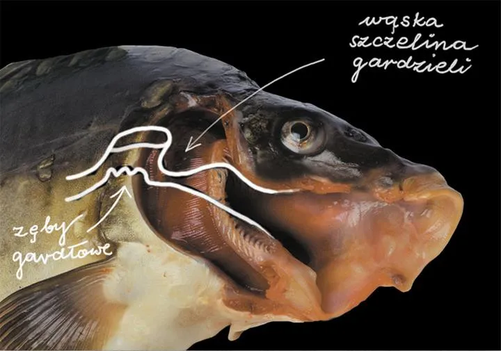Sekrety ryb: która z nich posiada zęby gardłowe?