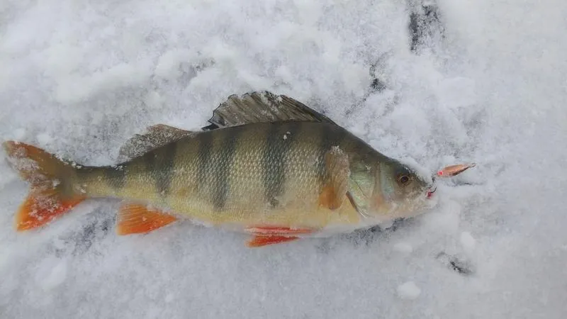 Sekrety skutecznego wędkowania: na co łowić okonie spod lodu?