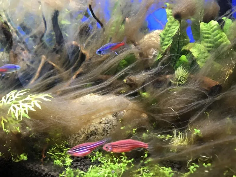 Skuteczne metody na zwalczenie brązowych glonów w akwarium