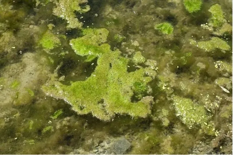 Skuteczne strategie na walkę z glonami nitkowatymi w akwarium