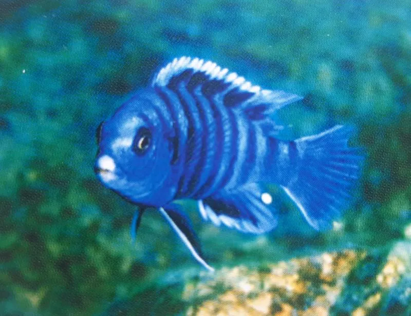 Wybór odpowiednich ryb do akwarium Malawi – poradnik dla miłośników akwarystyki