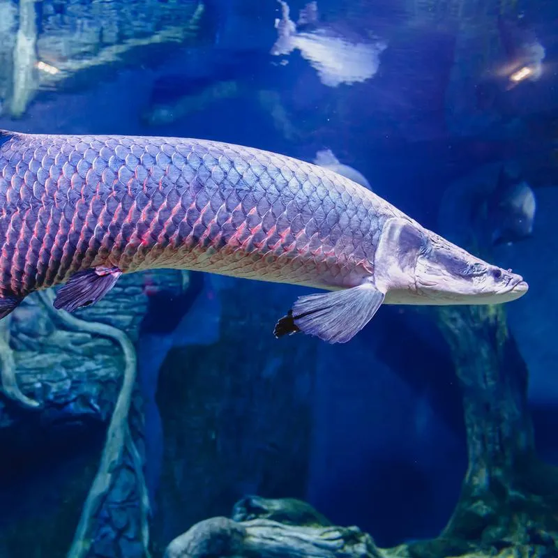 Adaptacje do życia w wodzie i na lądzie