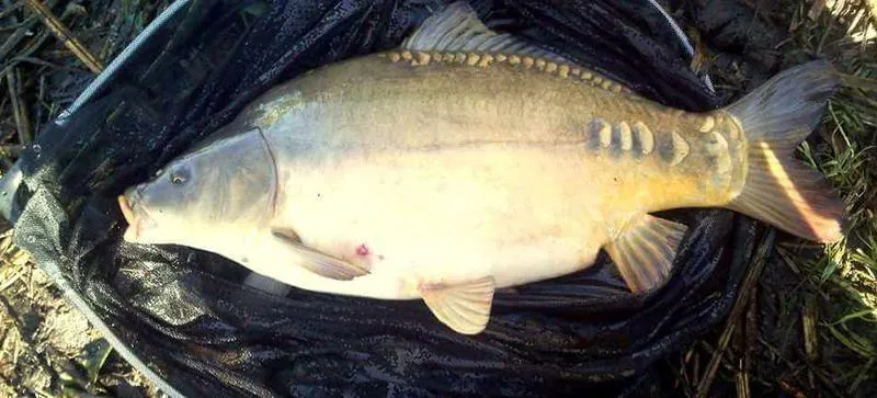 Akcesoria wędkarskie dla karpiarzy