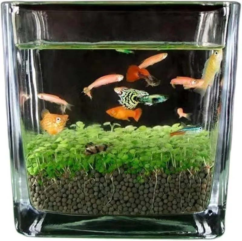 Akwarium z rybami