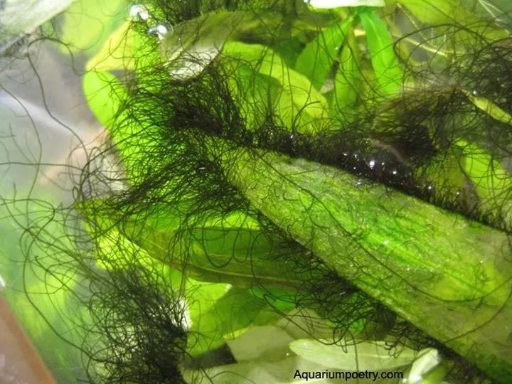 Chemiczne środki przeciwglonowe