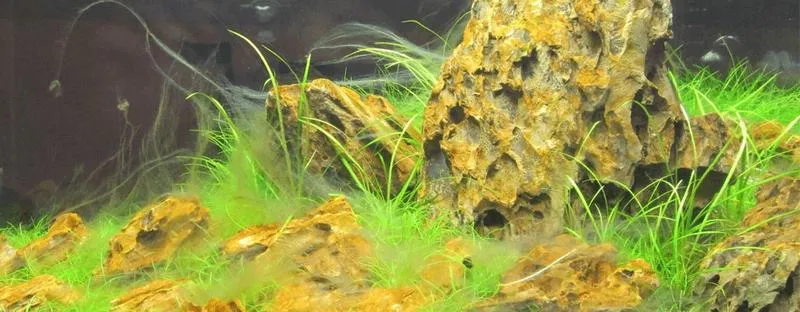 Chemiczne środki przeciwglonowe