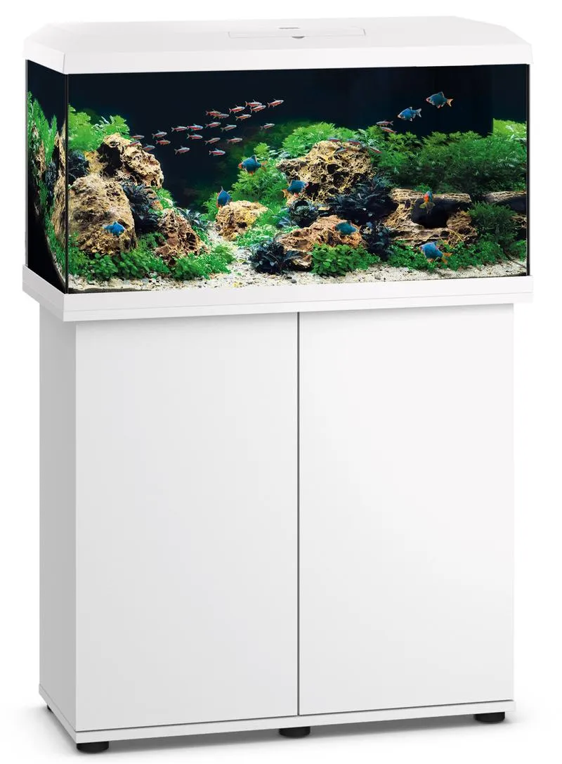 Czas oświetlenia w akwarium