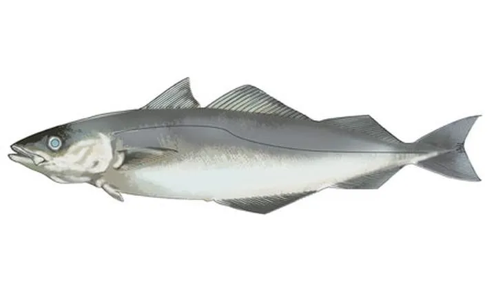 Czerniak w kulturze i kuchni