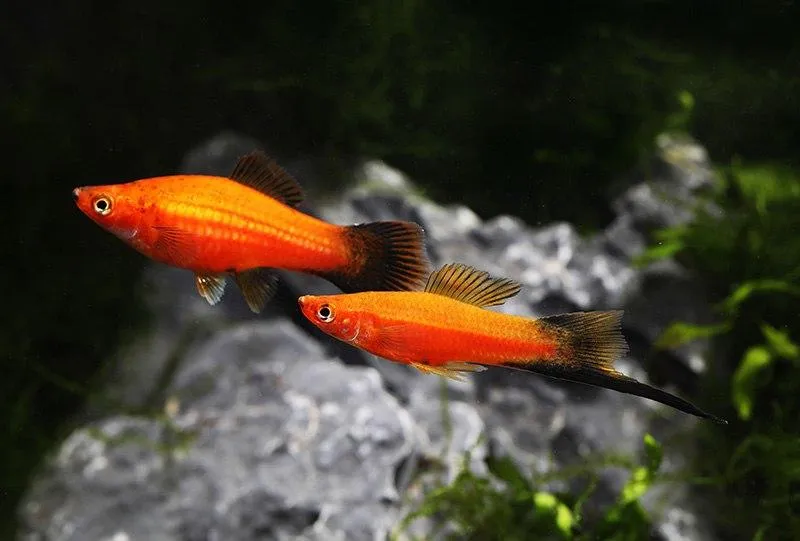 Dobór ryb akwariowych