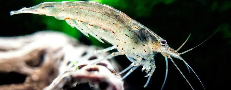 Dobór ryb do akwarium