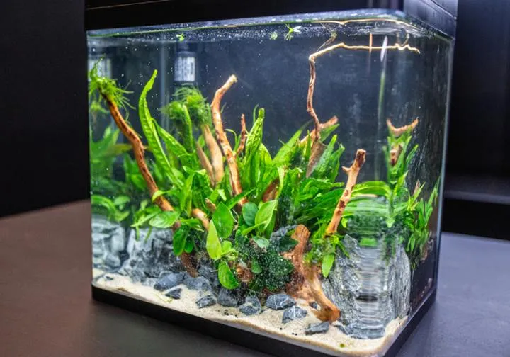 Dobrostan ryb w akwarium