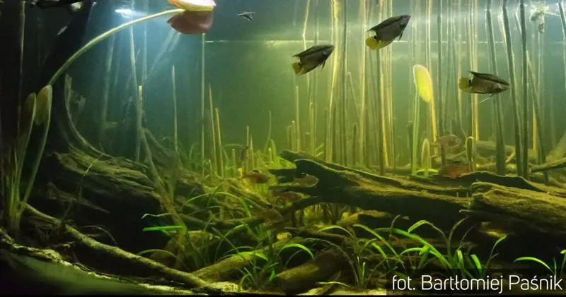 Dojrzałość akwarium i jej znaczenie