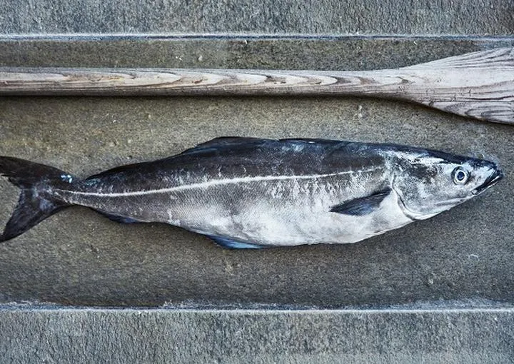 Ekologia i ochrona czerniaka