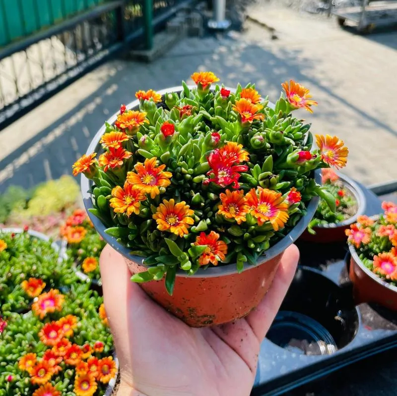 Gdzie kupić słonecznicę rybę