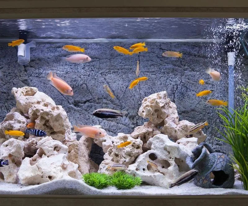 Ile ryb na litr wody