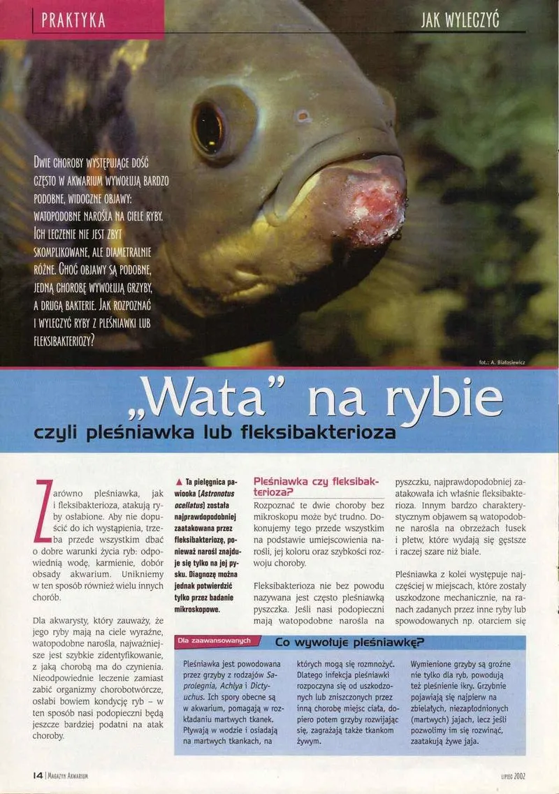 Jak rozpoznać pleśniawki